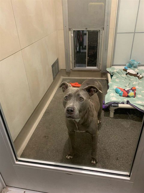 MELANIE - American Pit Bull Terrier available for adoption