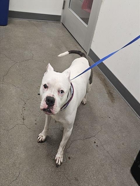 WINTER - American Pit Bull Terrier for adoption in Berkeley