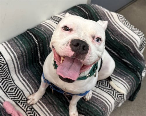 WINTER - American Pit Bull Terrier for adoption in Berkeley