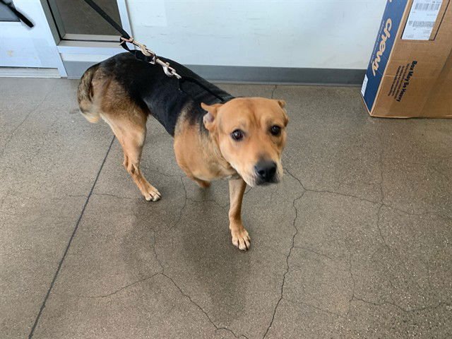 GUS - German Shepherd Dog available for adoption