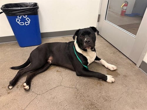 TWINZITO - American Pit Bull Terrier for adoption in Berkeley