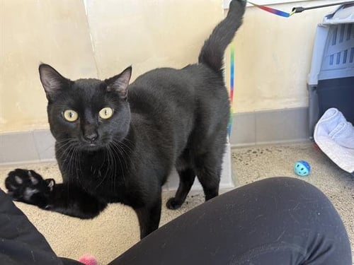 SHINOBI MASERATI - Domestic Short Hair for adoption in Berkeley