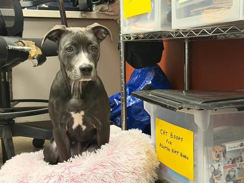 VERONICA - American Pit Bull Terrier available for adoption