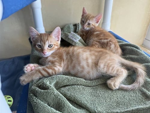 STOKELY - Domestic Short Hair available for adoption