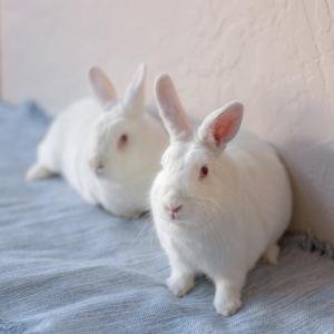 AUTUMN - Bunny Rabbit available for adoption
