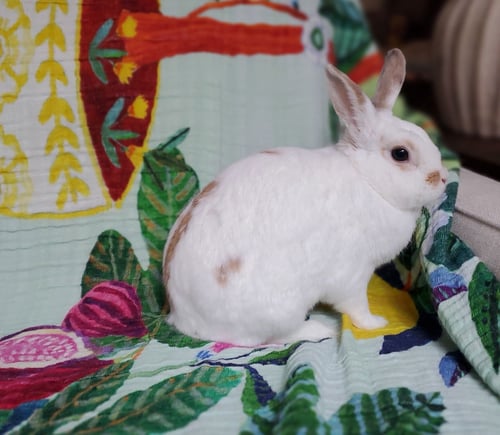 SNAPDRAGON - Dwarf Eared available for adoption