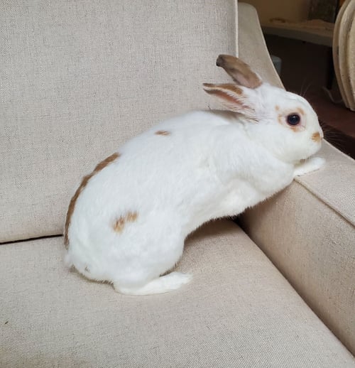 SNAPDRAGON - Dwarf Eared available for adoption