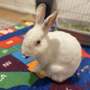 UNO - Bunny Rabbit available for adoption