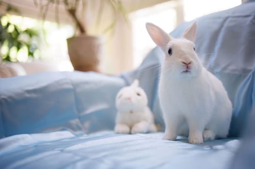 BABY BLUE EYES - Bunny Rabbit available for adoption