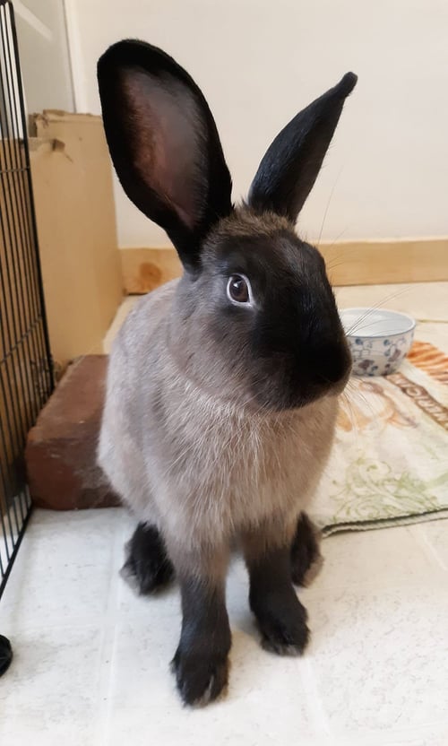 PENELOPE - Havana available for adoption