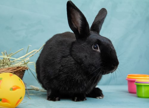 DAHLIA - Bunny Rabbit available for adoption