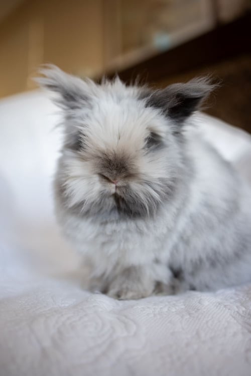 COBY - Mini Rex available for adoption