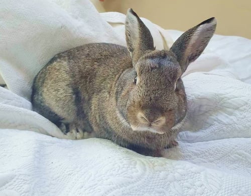 FOREST - Bunny Rabbit available for adoption