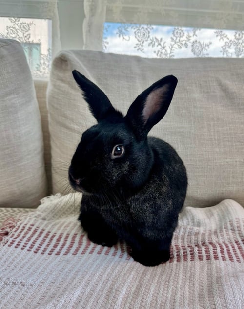 BONNIE - Havana available for adoption