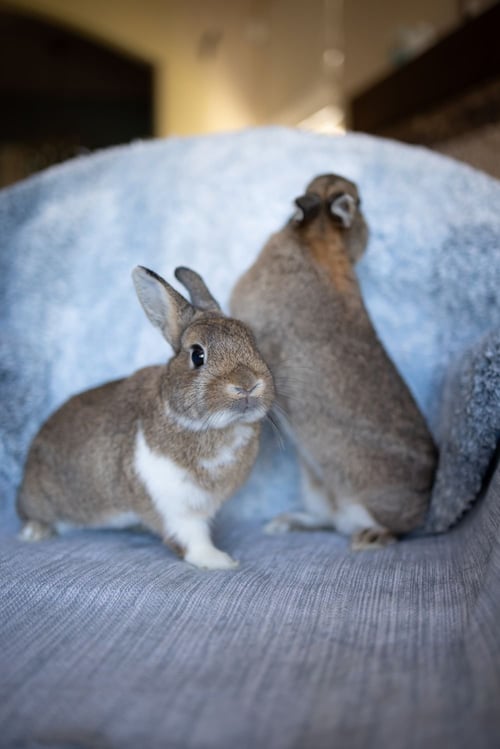 MERRY - Dutch available for adoption