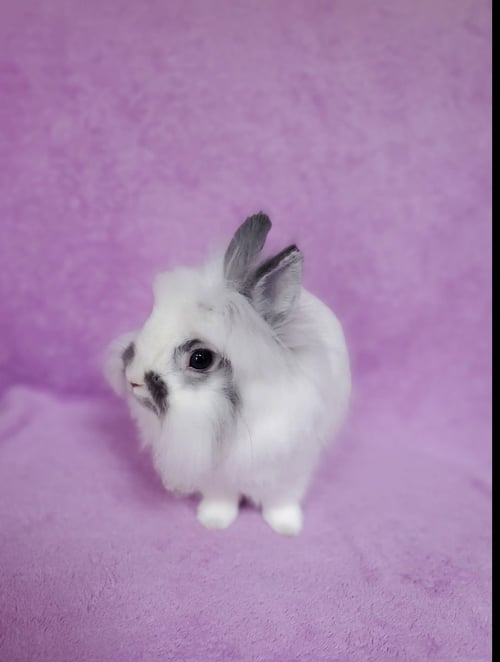 BARNEY - Lionhead available for adoption