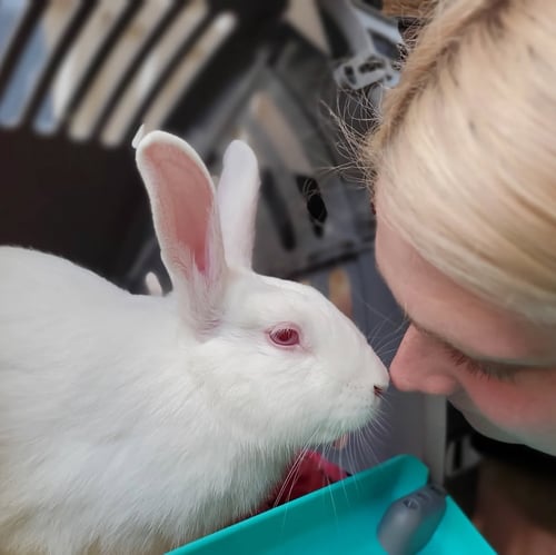 HICCUP - American available for adoption