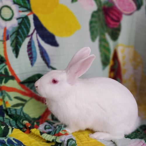 HICCUP - American available for adoption