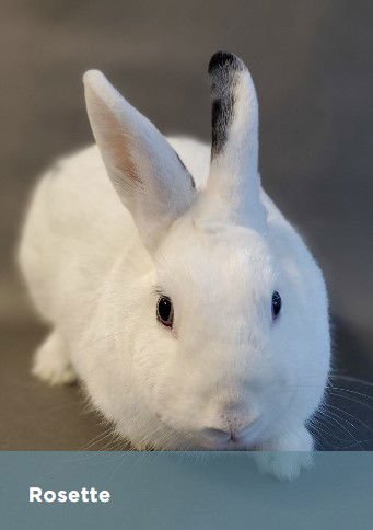 ROSSETTE - American available for adoption