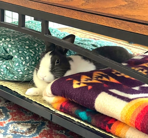 HERSHEY - Dutch available for adoption