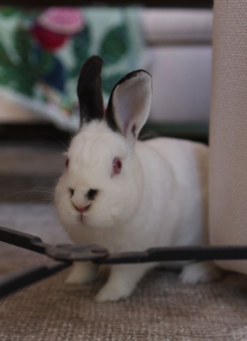 SALVADOR DALI - Bunny Rabbit available for adoption