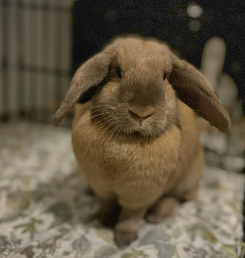 NAMI - Lop Eared available for adoption