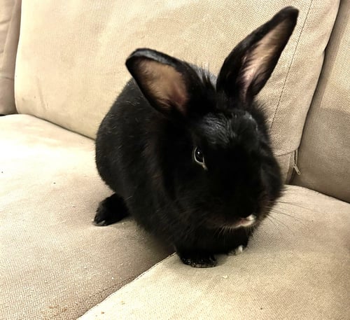 HOUDINI - Havana available for adoption
