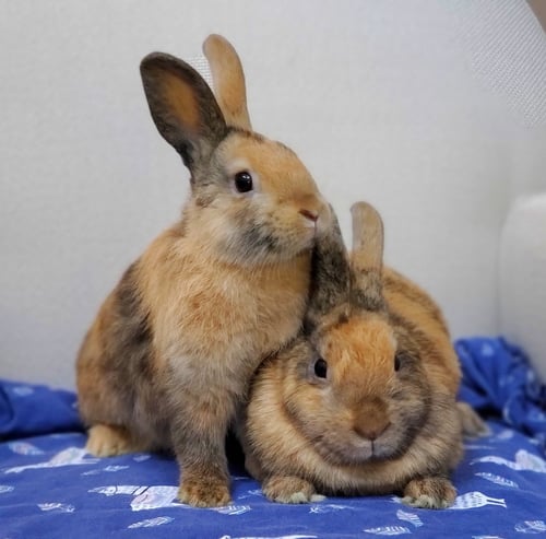 CHESTNUT - Bunny Rabbit available for adoption
