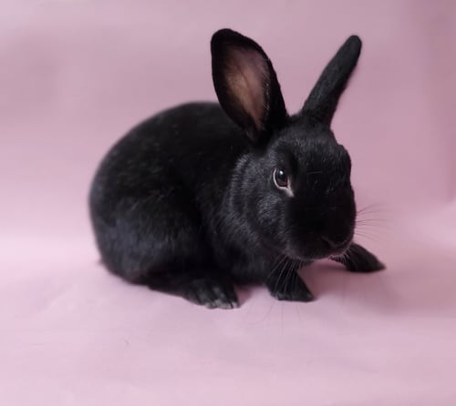 AIRPORT - Bunny Rabbit available for adoption
