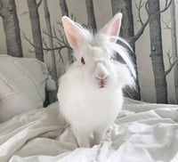 Ears McKenzie - Photo 1