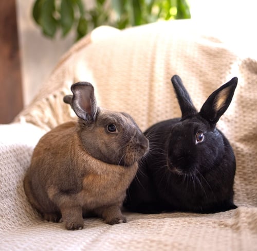 BEYONCE - Bunny Rabbit available for adoption