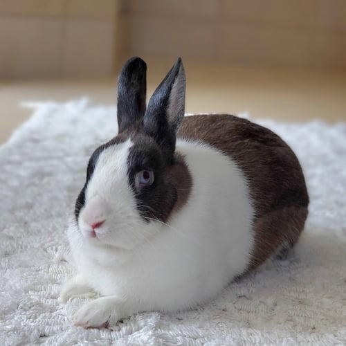 BEBE - Bunny Rabbit available for adoption
