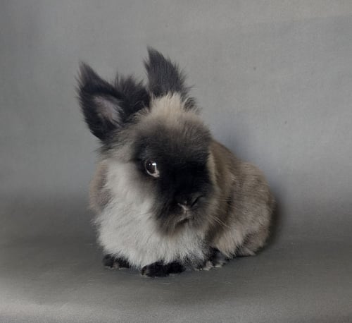 ZINNIA - Lionhead available for adoption