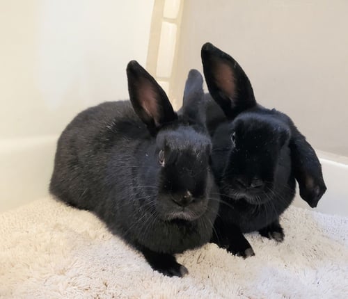JOJP - Bunny Rabbit available for adoption