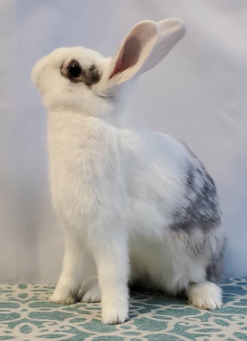 PEBBLES - American available for adoption