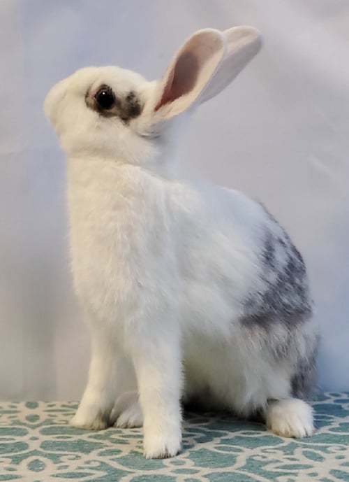 PEBBLES - American available for adoption