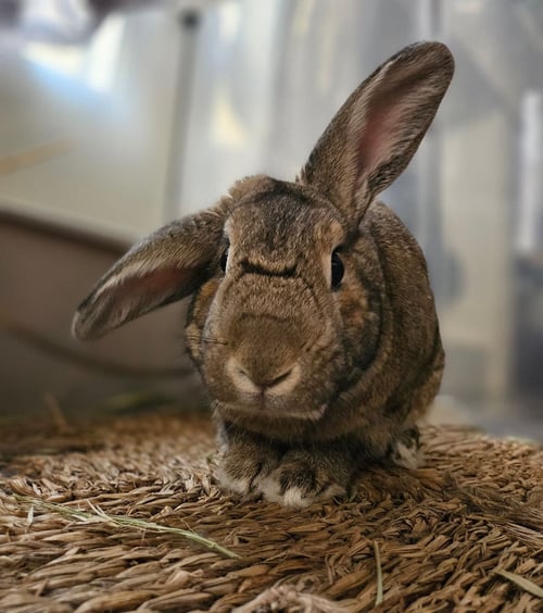JAVELIN - Bunny Rabbit available for adoption