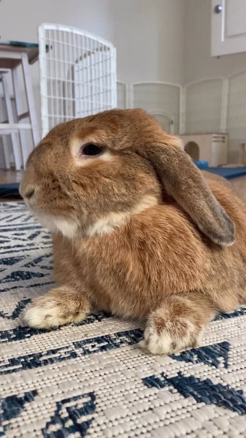 LEONA - Mini Lop available for adoption