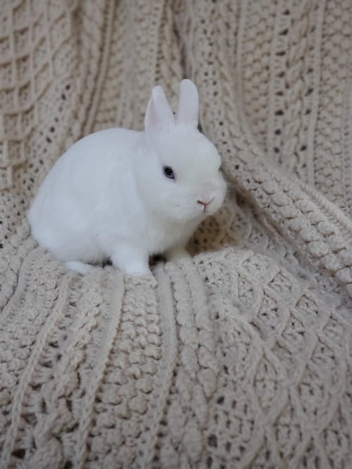 PIGLET - Mini Satin available for adoption