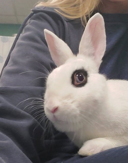 BISOU - American available for adoption