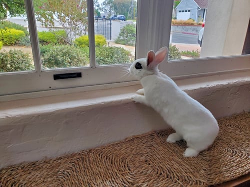 BISOU - American available for adoption