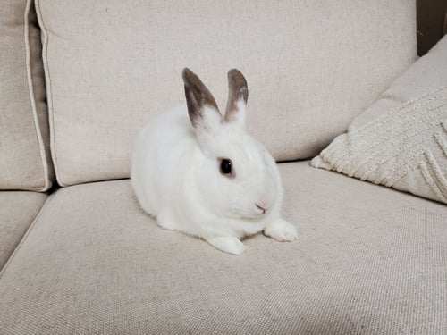 ALASKA - Bunny Rabbit available for adoption
