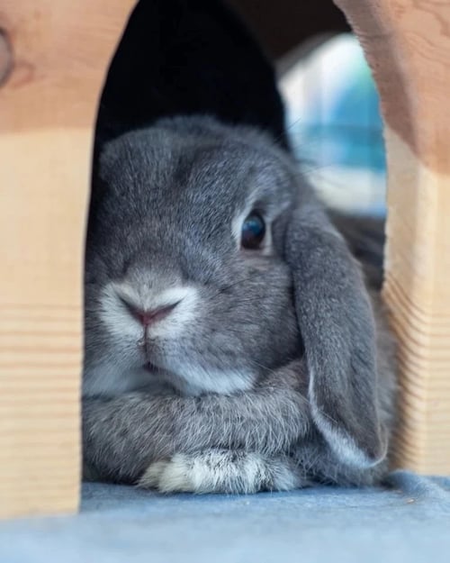 PAVLOVA - Holland Lop available for adoption
