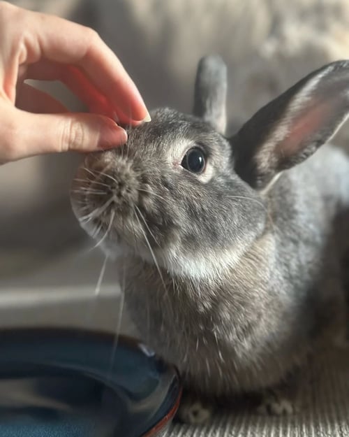 SOBA - Dutch available for adoption