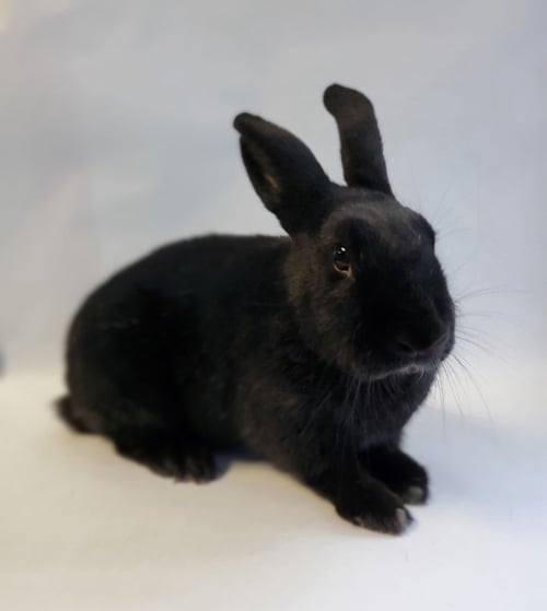 BLACK BEAUTY - Bunny Rabbit available for adoption