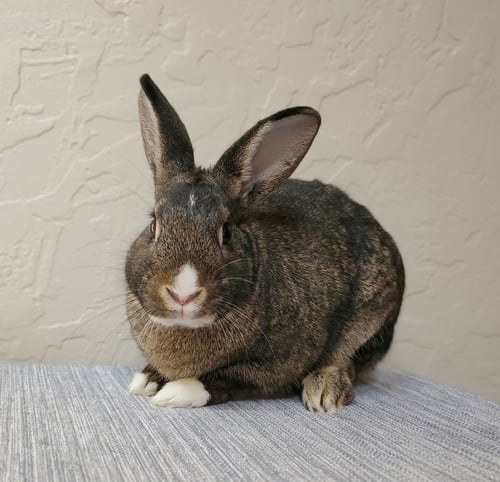 PARTON - Bunny Rabbit available for adoption