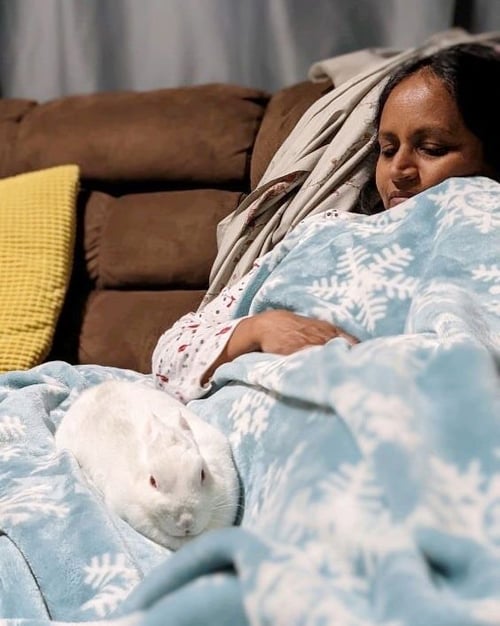 FROSTY - Dwarf available for adoption