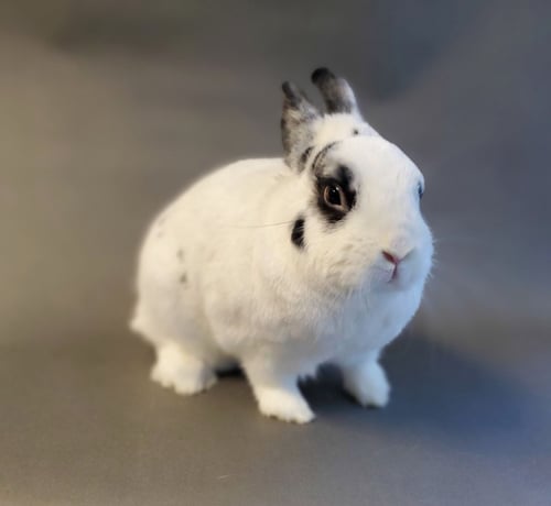 DIVA - Dwarf available for adoption