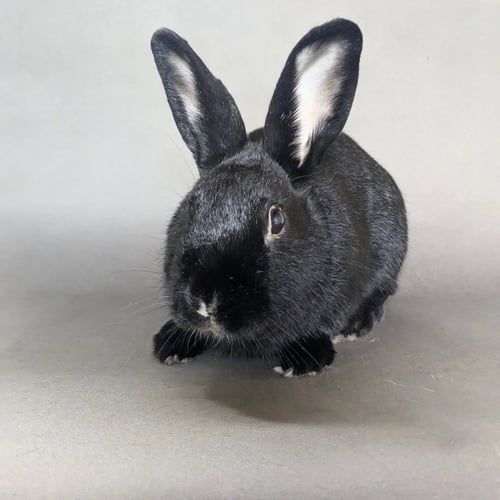 MARCEL - Bunny Rabbit available for adoption
