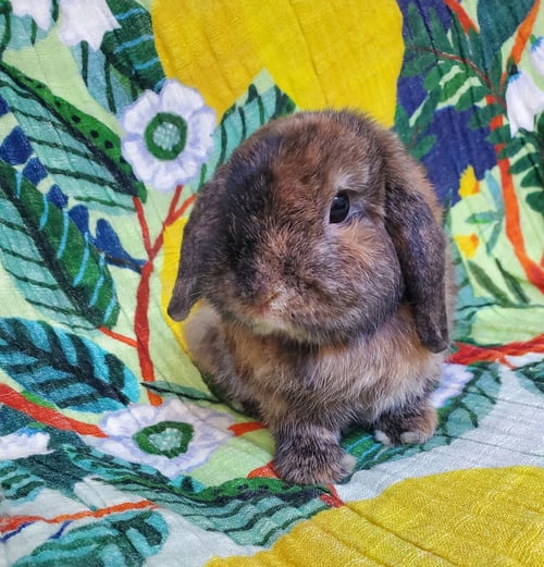 GINTS - Holland Lop available for adoption